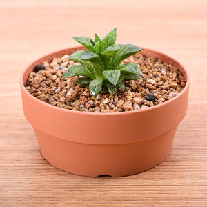 Pot en plastique pour plantes succulentes, style <span class=keywords><strong>japonais</strong></span> minimaliste, durable, écologique, pour centre commercial et bureau - Product Image 3