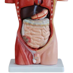 ADA modelo médico 26CM Torso 15 piezas y 42CM Torso masculino 13 piezas para demostración de enfermedades herramienta de enseñanza médica - Product Image 6