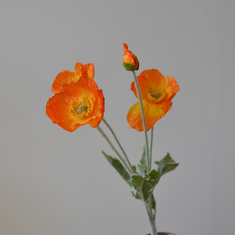 Orange clair