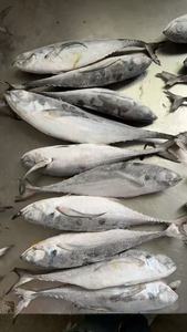 سعر جيد مجمد خردة ذيل صلب المأكولات البحرية المجمدة جولة كاملة خردة ذيل صلب - Product Image 4