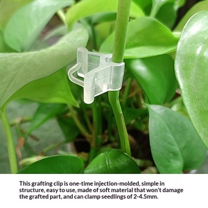 Clips de greffage pour jardinage, pour semis de <span class=keywords><strong>tomates</strong></span> et greffage de plantes, modèle AT933, sans danger pour les semis - Product Image 3
