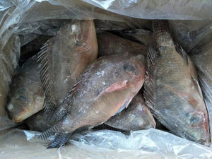 10% 20% <span class=keywords><strong>ปลา</strong></span>นิลแช่แข็งสำหรับใช้ในโรงงานผลิต<span class=keywords><strong>อาหาร</strong></span> - Product Image 6