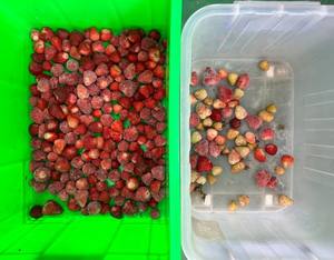 Machine de tri optique industrielle monocouche compacte à 128 canaux pour olives, café, <span class=keywords><strong>cerises</strong></span> et myrtilles, avec tri par couleur et forme - Product Image 5