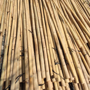 Varillas pequeñas de bambú natural tratado para soporte de vid y uso en huerto - Product Image 1