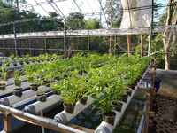 Nouveau système de culture hydroponique en tour pour serre agricole, tour de culture aéroponique rotative, jardin vertical hydroponique