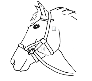 Halters et bride d'équitation de qualité supérieure MAHERSI - Product Image 5