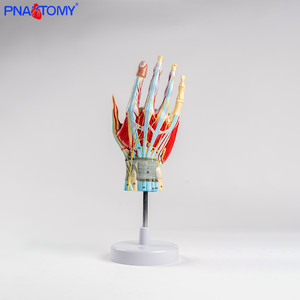 โมเดลโครงกระดูกกายวิภาคศาสตร์มือแบบถอดได้พร้อมหลอดเลือดและเส้นประสาท<span class=keywords><strong>กล้าม</strong></span><span class=keywords><strong>เนื้อ</strong></span><span class=keywords><strong>มือ</strong></span>แบบกายวิภาค7ส่วนขนาดเท่าชีวิต - Product Image 2