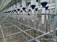 Enclos de gestation en acier galvanisé facile à nettoyer et confortable pour truies, avec sol en PVC, résistant à la rouille et robuste, pour élevage porcin