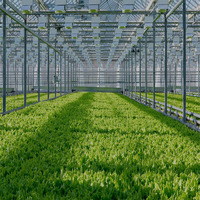 Feuille de polycarbonate agricole multi-travées recouvrant la serre à structure en acier Venlo pour une utilisation hydroponique