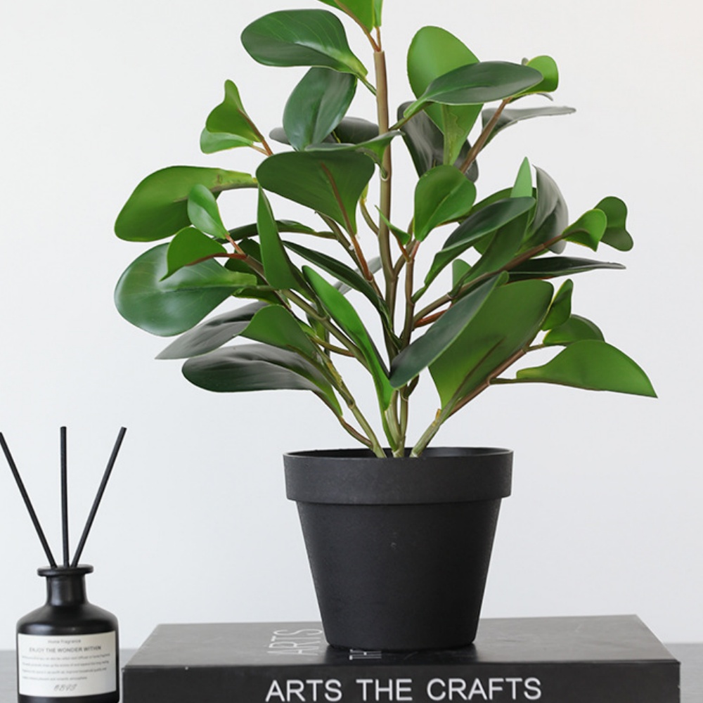 Plante en pot Peperomia 36cm