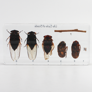Giáo dục Nguồn cung cấp côn trùng mẫu vật vòng đời của ve sầu mẫu vật nhựa mẫu giáo học tập Kit thiết bị giảng dạy - Product Image 4