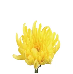 Gmp Fabriek Chrysanthemum Indicum Extract