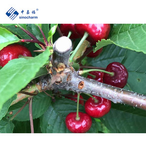Sinocharm HACCP OEM Marques Prix de gros Désossé IQF Cerise aigre Cerises congelées De Chine - Product Image 2