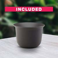 Personnalité excellente pour les débutants Cultivez votre propre kit de démarrage Venus Flytrap idée cadeau unique