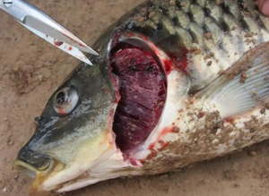 L'enzima premiscelato di alta qualità vitamina a e aminoacidi Booster ottimale per bovini ovini cavalli da ingrasso per mangimi additivi - Product Image 5