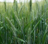 Certificat biologique Poudre d'herbe de blé Superfood Poudre de jus d'herbe de blé de marque privée