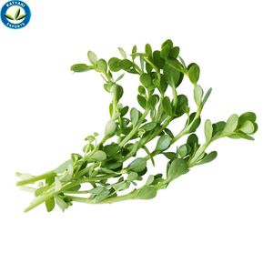 Aceite de Brahmi 100% puro, calidad superior, calidad superior, precio al por mayor, de fabricante indio líder - Product Image 1