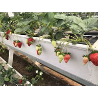 Système de culture hydroponique en serre NFT, système de culture vertical en PVC pour fraises, système de culture de légumes pour serre hydroponique