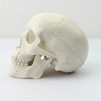 Venta caliente modelo de enseñanza médica de tamaño mediano esqueleto humano cráneo laboratorio ciencia modelo anatómico entrenamiento de enfermera
