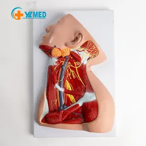 Medizintechnik flaches anatomisches Nackenmodell lokale Anatomie des oberflächlichen Muskels neurovaskuläres Nackenmodell