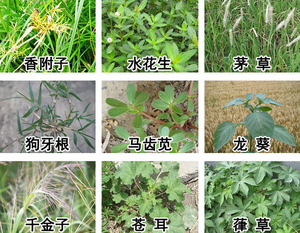 <span class=keywords><strong>Herbicida</strong></span> Diquat 10% SL de Alta Eficacia para Agricultura, Amplio Espectro, para Huertos Cítricos y Malezas Anuales - Product Image 2