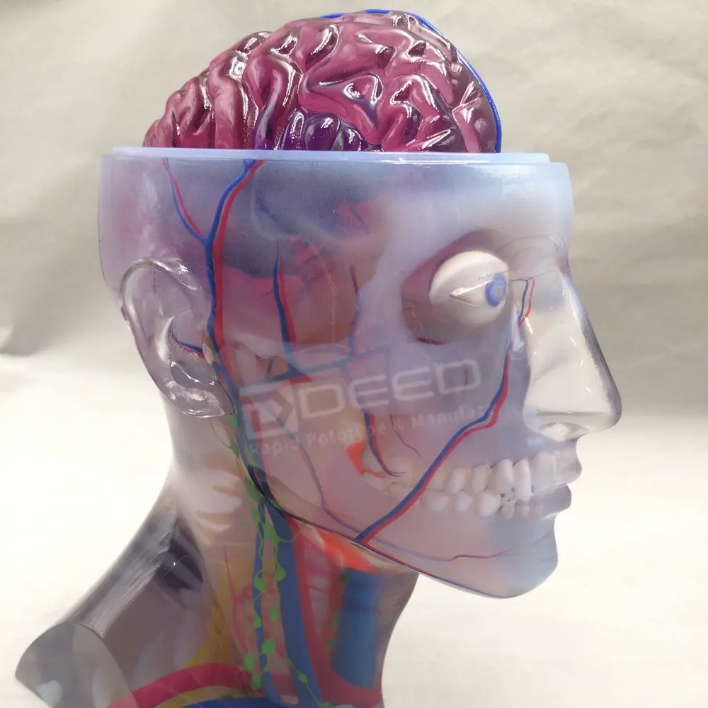 Factory custom photosensitive resin medical model multicolor polyjet 3d printing with high precision