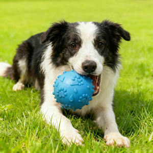 Milieuvriendelijk Hondengeluid Rubber Tpr Teddy Paw Print Elastische Bal Tandjes Huisdier Speelgoed Voor Kleine En Middelgrote Tot Grote Honden - Product Image 1