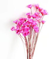 Bunga Kering Awet HFlora - Asal Yunnan Alami 50g Seikat Harga Terjangkau Kualitas Tinggi untuk Hari Valentine Wisuda Natal
