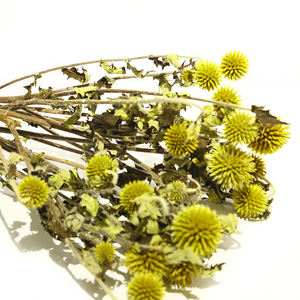 Fleurs de <span class=keywords><strong>chardon</strong></span> <span class=keywords><strong>bleu</strong></span> naturelles séchées, fleurs florales, feuillage, <span class=keywords><strong>chardon</strong></span> <span class=keywords><strong>bleu</strong></span> préservé - Product Image 5