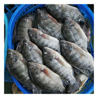 Exportateur de produits de la mer, expédition rapide, vente en gros, tilapia noir entier congelé de petite et grande taille, certifié HACCP, IQF