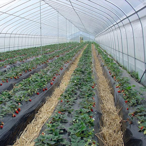 Invernaderos Agrícolas, Invernaderos de Plástico, Invernadero de Túnel/Domo de Una Sola Capa para Vegetales - Product Image 2