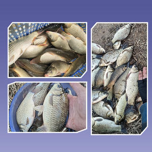 GAMA New 15H2.7m Canne à pêche en fibre <span class=keywords><strong>de</strong></span> carbone Canne à pêche Taiwan Technique <span class=keywords><strong>de</strong></span> Taiwan Canne à pêche à <span class=keywords><strong>vendre</strong></span> - Product Image 4