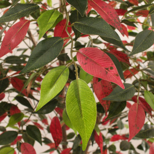 JWS4030 Les plantes artificielles sont le premier choix pour les centres commerciaux de bureau de luxe modernes pour organiser des oliviers artificiels - Product Image 3