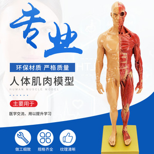 Modèle de figurine humaine artistique de 30 cm : Anatomie musculo-squelettique et structure humaine pour l'enseignement de la peinture CG et de la sculpture - Product Image 1