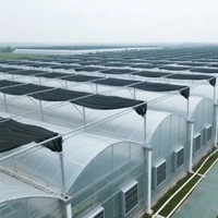 Serre Multispan à bas prix pour toutes sortes de plantes Serre personnalisée Cadre en acier galvanisé à chaud pour légumes
