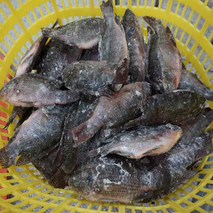 Nuevo atrapar negro Tilapia congelado carne - Product Image 4