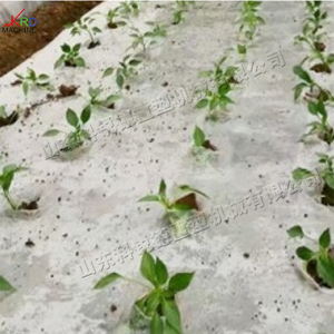 Macchine Agricole e Orticole <span class=keywords><strong>R</strong></span>/<span class=keywords><strong>nin</strong></span> 2000: Trapiantatrici Semoventi di Alta Qualità per Ortaggi e Frutta - Product Image 6