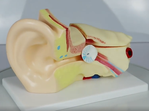 Modello Anatomico dell'Orecchio Umano in PVC Smontabile per Scienza Medica, Modello Didattico dell'Orecchio Ingrandito 3 Volte - Product Image 2