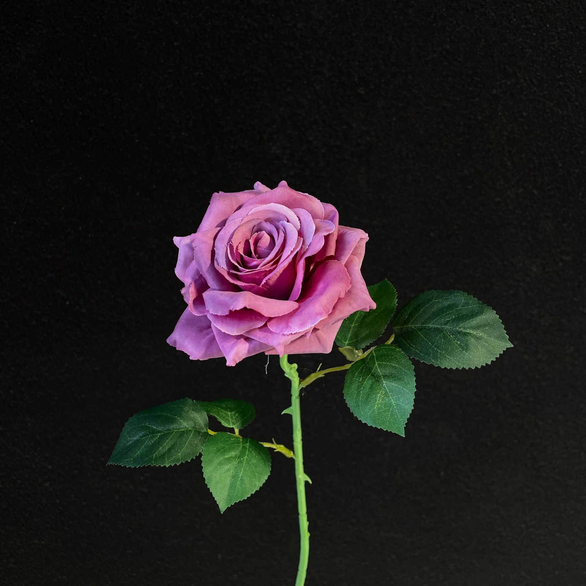 Rose camélia simple violette