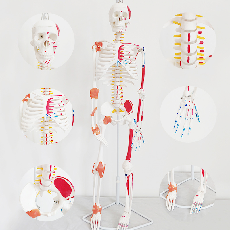 Anatomy Human Skeleton Model 85cm - Medical Science Display