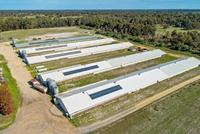 Ferme de volaille préfabriquée bon marché pour 10000 poulets