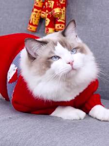 <span class=keywords><strong>Bon</strong></span> <span class=keywords><strong>prix</strong></span> nouveau mignon vêtements pour animaux de compagnie chien chat <span class=keywords><strong>pull</strong></span> de noël automne hiver Festival vêtements pour animaux de compagnie - Product Image 3