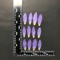 Petali di Ninfea Pressati Naturali Viola con Resina Epossidica per Gioielli Fai da Te, Petali di Ninfea Essiccati per Decorazioni di Gioielli