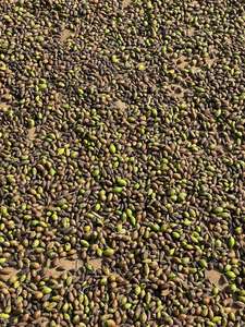 ผงฮาริตากิออร์แกนิก (เทอร์มินาเลียเชบูลา) อาหารเสริมสมุนไพรต่อต้านอนุมูลอิสระสำหรับผลิตภัณฑ์ทางการเกษตร - Product Image 3