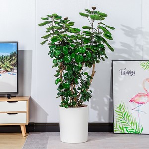 <span class=keywords><strong>Maceta</strong></span> Tradicional Simple con Orificio de Drenaje y Autorriego, de Gran Diámetro, para Plantas Verdes - Product Image 4