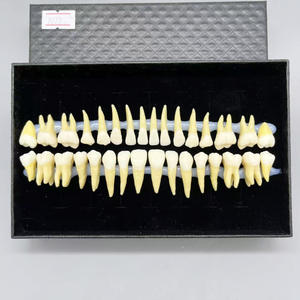 Взрослый полный рот 32 зубы Двухцветная модель с корнями, прозрачные трещины, стандартная форма для исследования зубной резьбы - Product Image 4