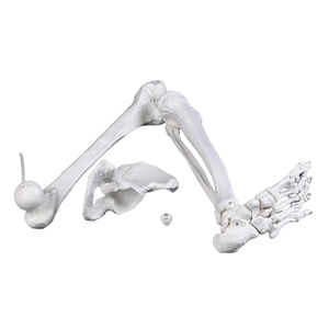 Modelo completo de huesos <span class=keywords><strong>del</strong></span> extremidad inferior izquierda con cadera, pelvis, fémur, tibia, fibula y hueso <span class=keywords><strong>del</strong></span> pie, <span class=keywords><strong>esqueleto</strong></span> anatómico para enseñanza. - Product Image 3