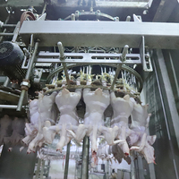 Ligne économique d'abattage de poulets Machine semi-automatique d'abattage de poulets en Turquie