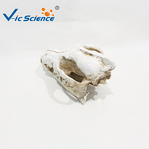 Modelo esquelético de cráneo de lobo para enseñanza, cráneo de animal salvaje simulado, exhibición de popularización y apreciación de la ciencia veterinaria. - Product Image 5