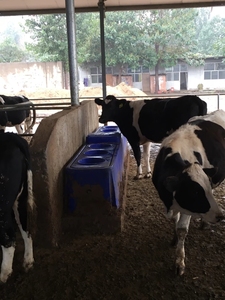 Système de chauffage de volaille potable à température constante bleue abreuvoirs de ferme équipement potable pour animaux <span class=keywords><strong>abreuvoir</strong></span> pour bétail - Product Image 3